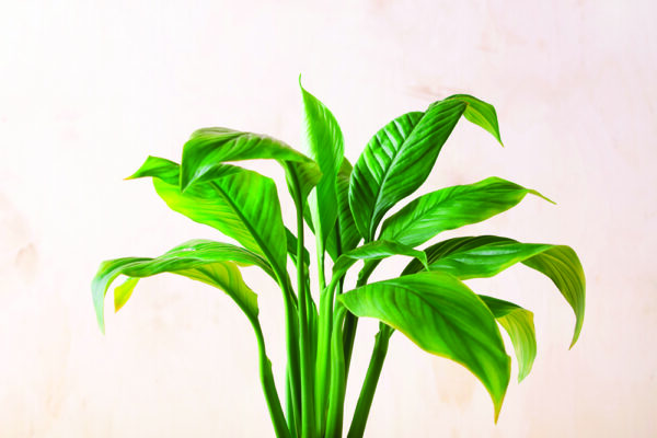 Our Top 5 Houseplants… And How To Not Kill Them.